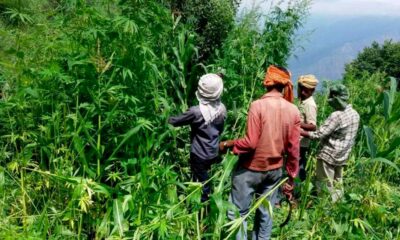 Cáñamo y cannabis en Himachal Pradesh