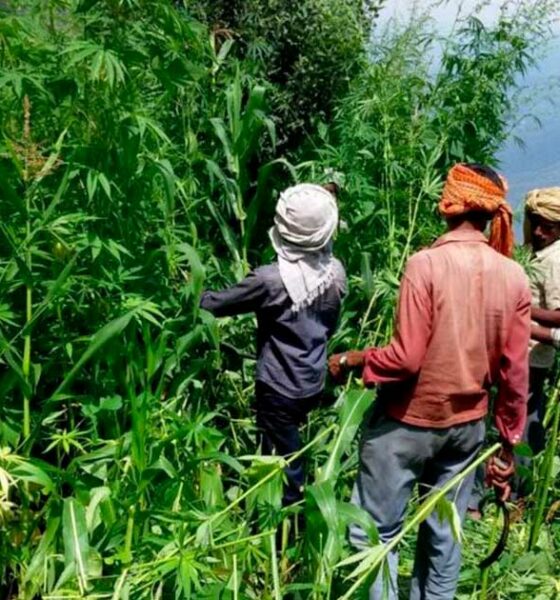 Cáñamo y cannabis en Himachal Pradesh