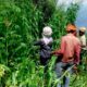 Cáñamo y cannabis en Himachal Pradesh