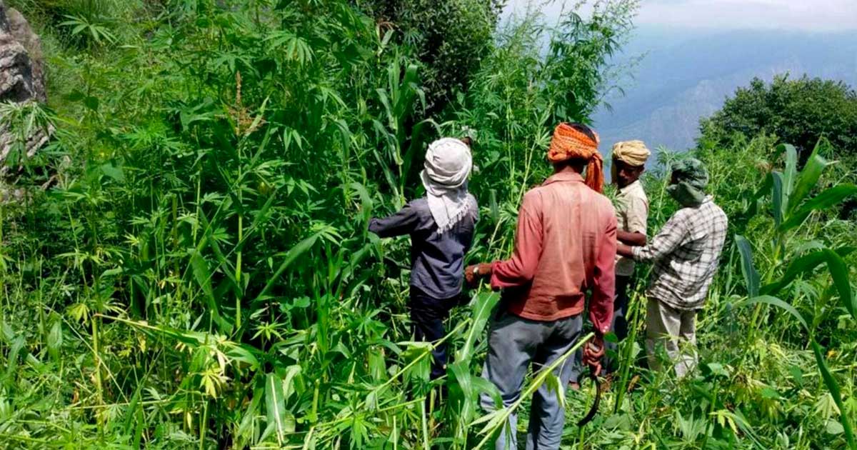 Cáñamo y cannabis en Himachal Pradesh