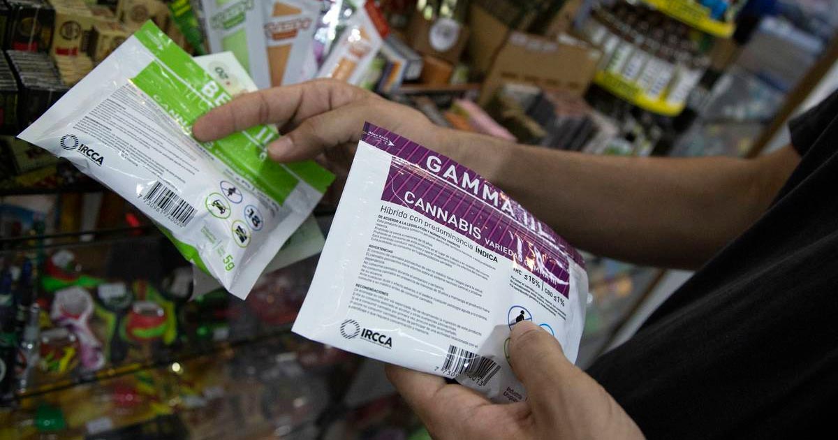 Nueva variedad de cannabis en Uruguay