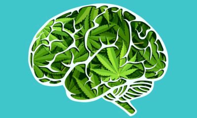 Estudio del cannabis en el cerebro