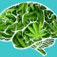 Estudio del cannabis en el cerebro