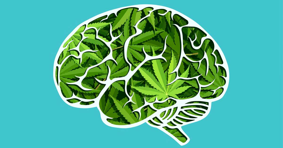 Estudio del cannabis en el cerebro