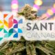 Estudio sobre la salud del cannabis