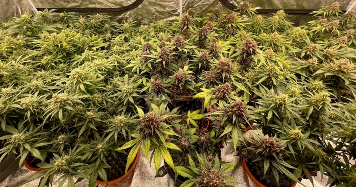 Autocultivo de cannabis en la República Checa