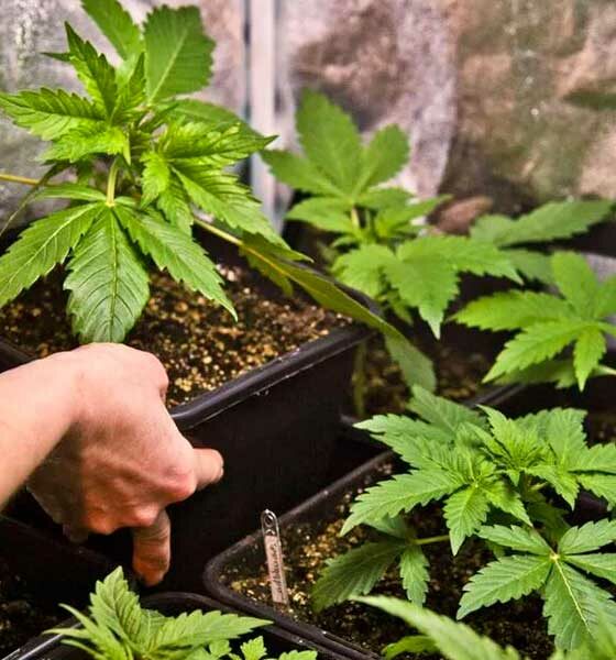 Autocultivo legal de cannabis en la República Checa