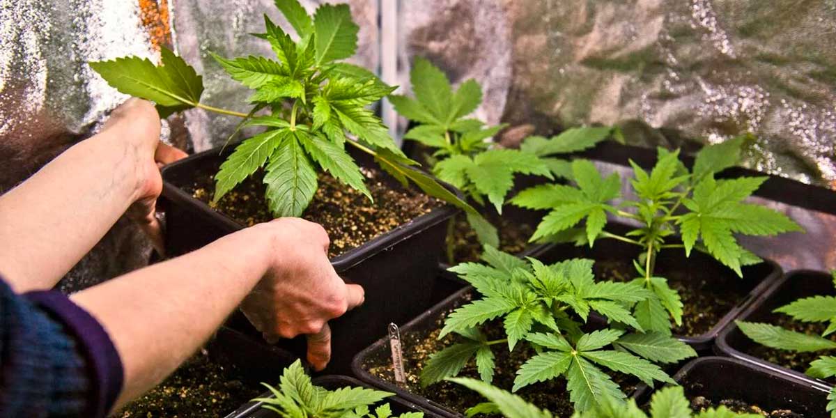 Autocultivo legal de cannabis en la República Checa