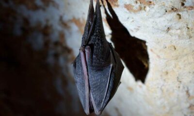 Muertes relacionadas con el guano de murciélago