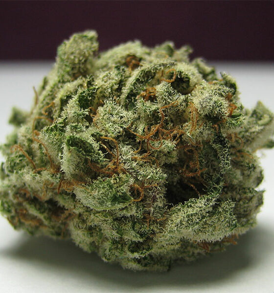 Blackberry Kush