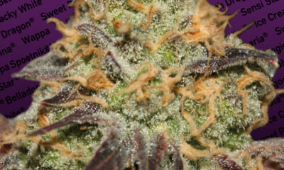 Blue Kush Berry