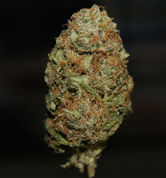 Bruce Banner