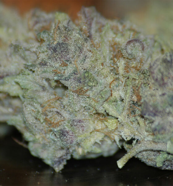 Cotton Candy Kush