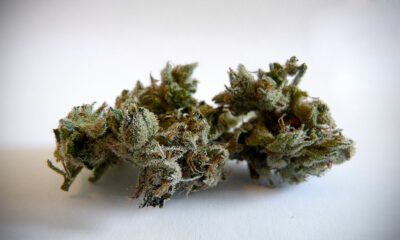 Jack Herer