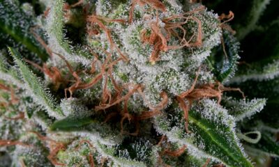 Trichomes de la Moby Dick