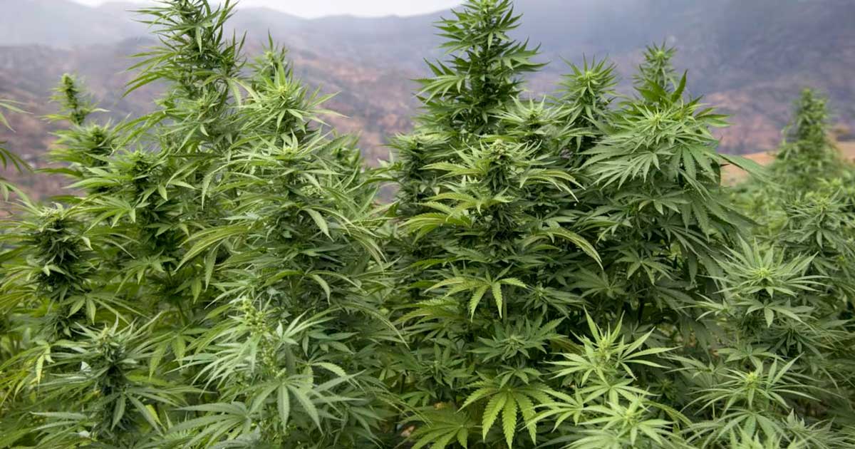 Producción legal de cannabis en Marruecos