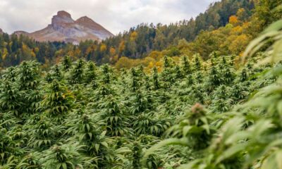 Planes para legalizar el cannabis en Suiza