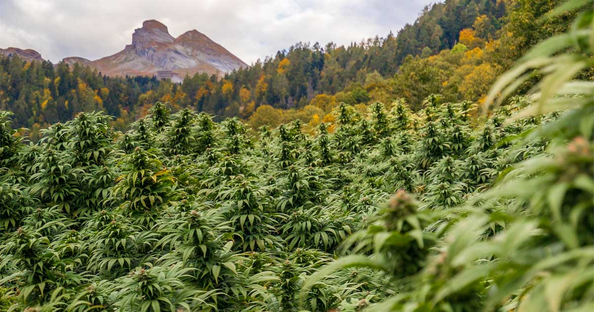 Planes para legalizar el cannabis en Suiza