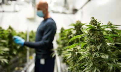 La industria canadiense del cannabis y su contribución al PIB