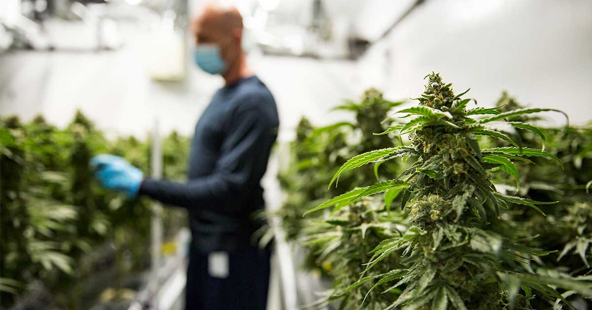 La industria canadiense del cannabis y su contribución al PIB