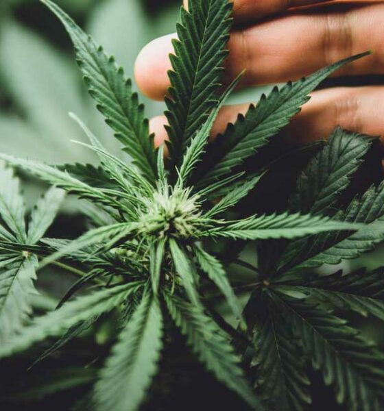Estudios sobre el cáncer y el cannabis