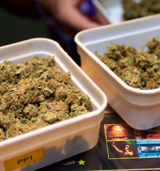 Experimentación con cannabis legal en los Países Bajos
