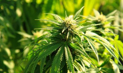 Prohibición de las flores de cáñamo en Italia
