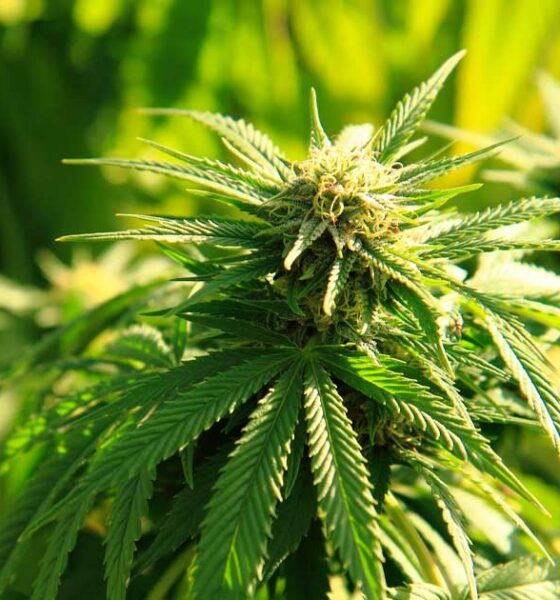 Prohibición de las flores de cáñamo en Italia