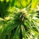 Prohibición de las flores de cáñamo en Italia