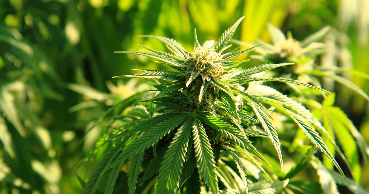 Prohibición de las flores de cáñamo en Italia