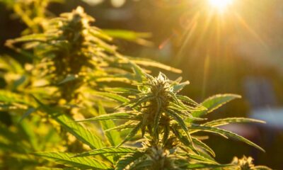 Autocultivo de cannabis en España