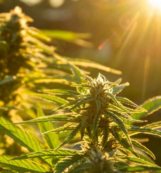Autocultivo de cannabis en España