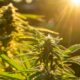 Autocultivo de cannabis en España