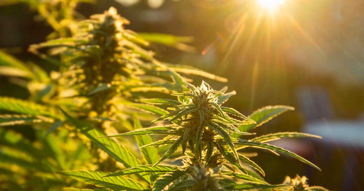 Autocultivo de cannabis en España