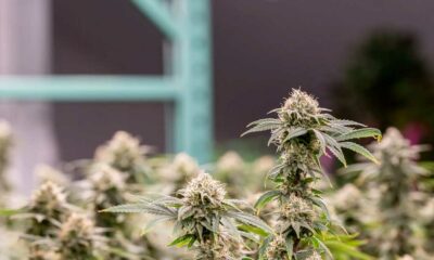 Cannabielsoxa