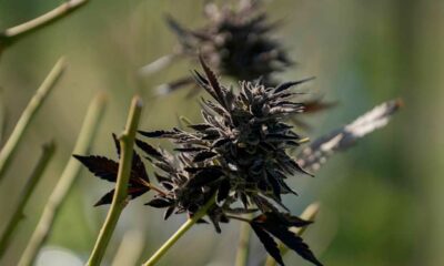 Importación de cannabis medicinal en Australia