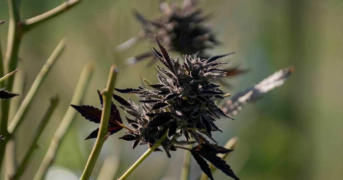 Importación de cannabis medicinal en Australia
