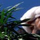 Cáñamo y cannabis medicinal en Pakistán