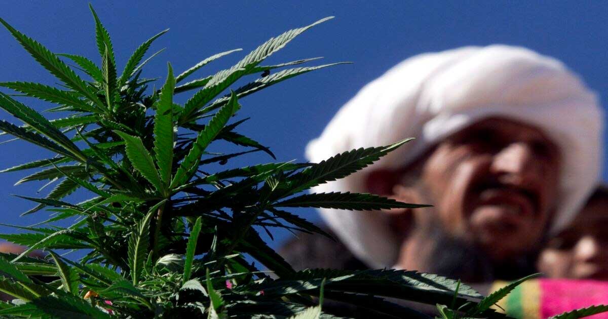 Cáñamo y cannabis medicinal en Pakistán