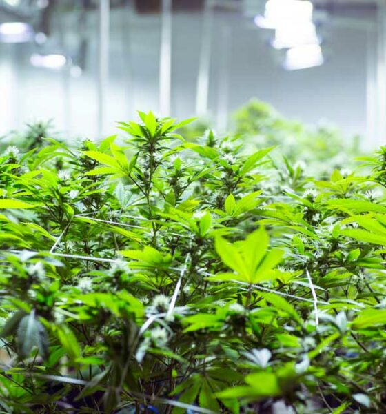 Autocultivo de cannabis en la República Checa