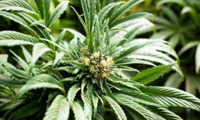 Consumidores de cannabis en Europa