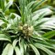 Consumidores de cannabis en Europa