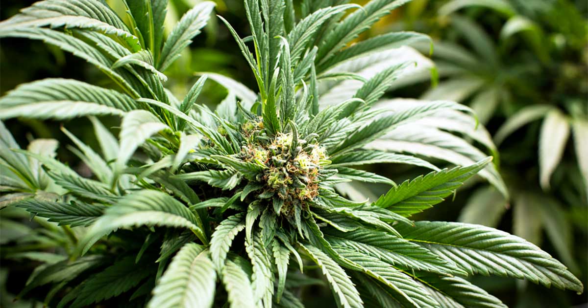 Consumidores de cannabis en Europa