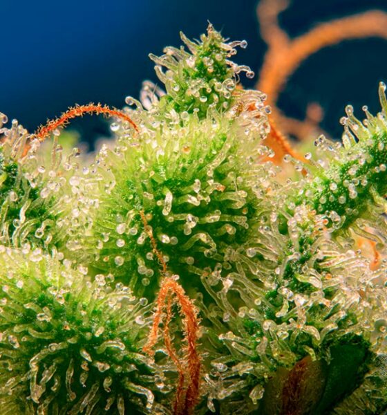 Monster Maker de Sweet Seeds