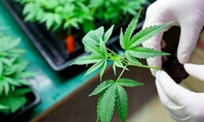 Antifúngicos CBD y CBDV
