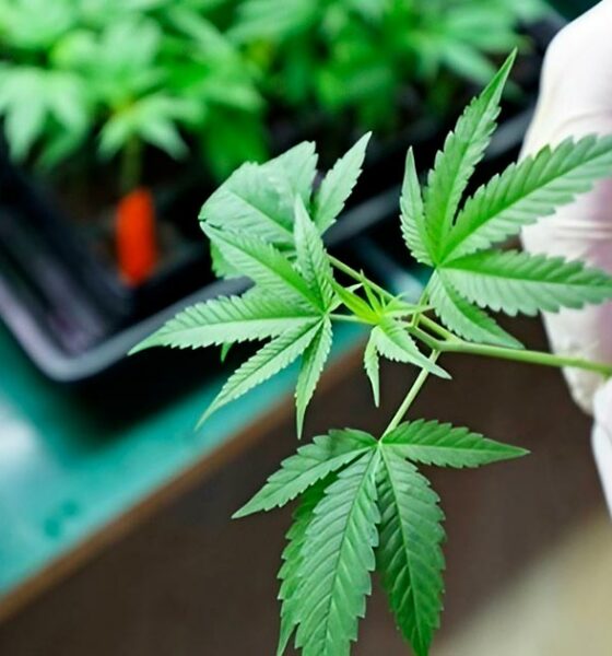 Antifúngicos CBD y CBDV