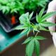 Antifúngicos CBD y CBDV