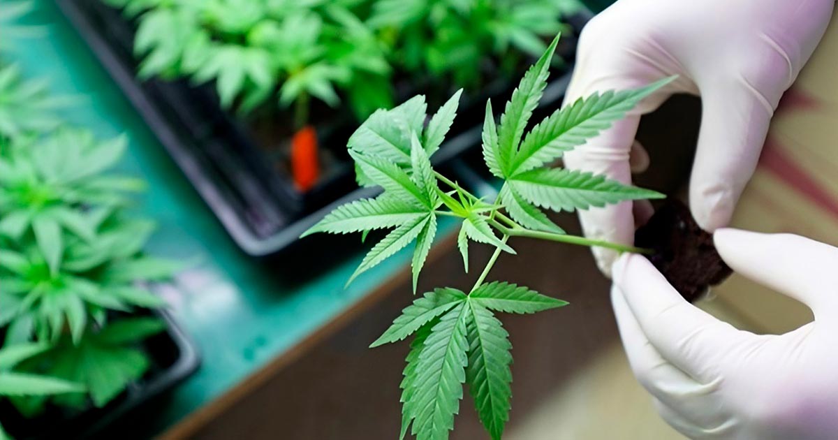 Antifúngicos CBD y CBDV