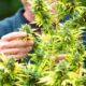 Éxito de la legalización del cannabis en Francia