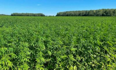 Límites de THC para el cáñamo en Europa